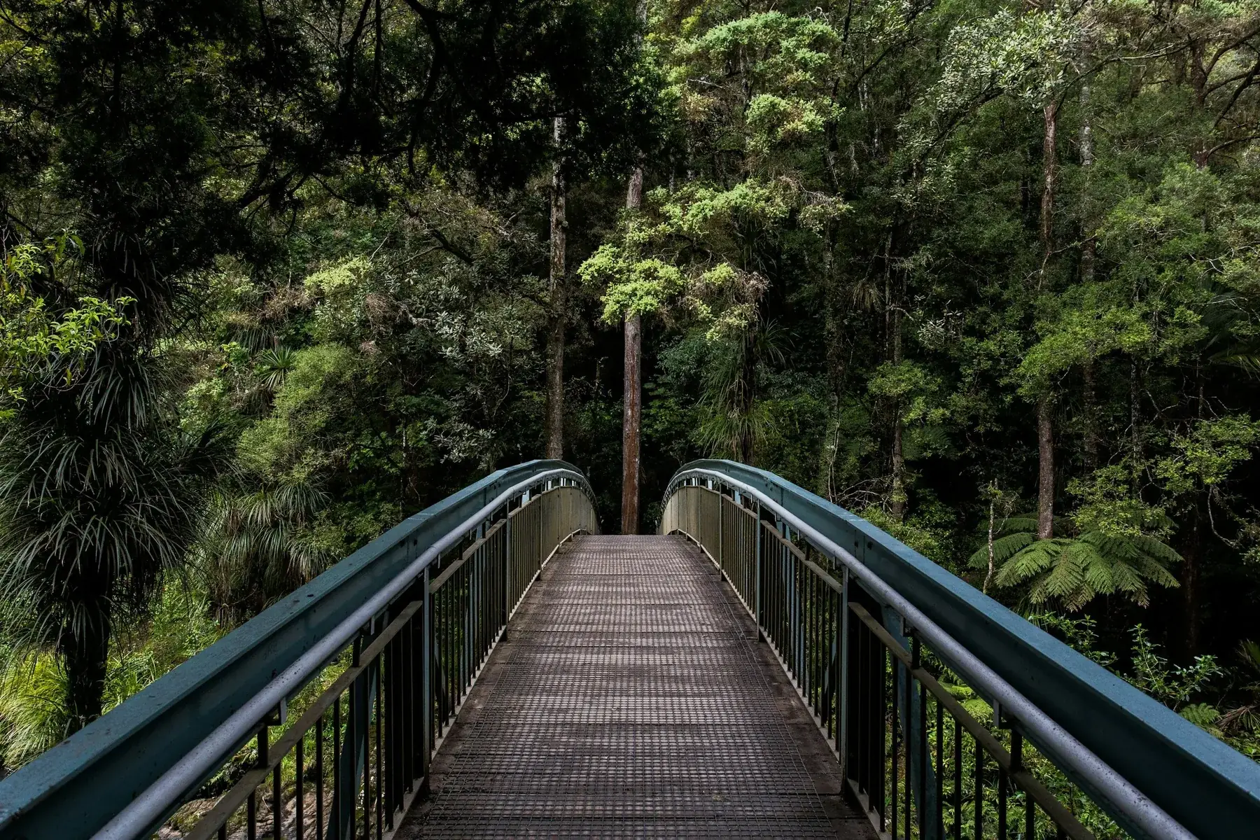 A boardwalk trail winding through a lush green forest